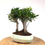 Miniature : FICUS Retusa 9 ans de 30 cm de hauteur  H82
