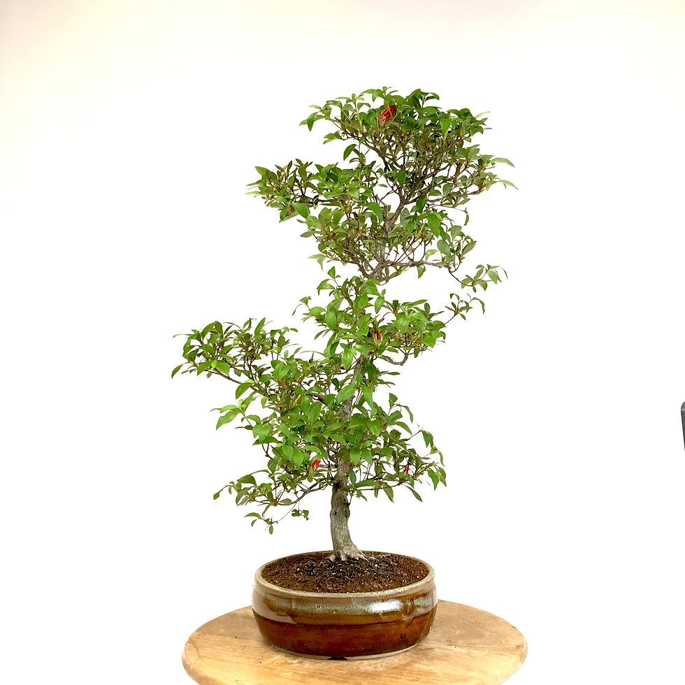 Miniature : AZALEE Satsuki 18-20 ans de 67 cm de hauteur   A17  Rouge foncé