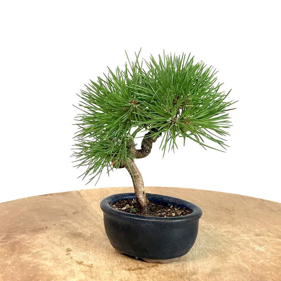 PINUS Thunbergii PIN noir du Japon 12-13 ans de 17 cm de hauteur A23