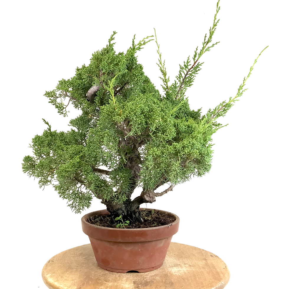 Miniature : JUNIPERUS Chinensis +25 ans de 42 cm de hauteur   X49