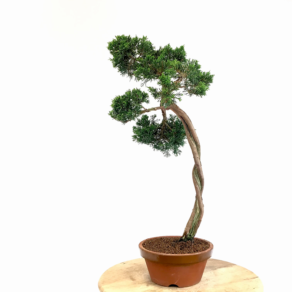 Miniature : JUNIPERUS Chinensis +15 ans de 64 cm de hauteur   X88