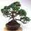 Miniature : JUNIPERUS Chinensis +40 ans de 57 cm de hauteur   H85
