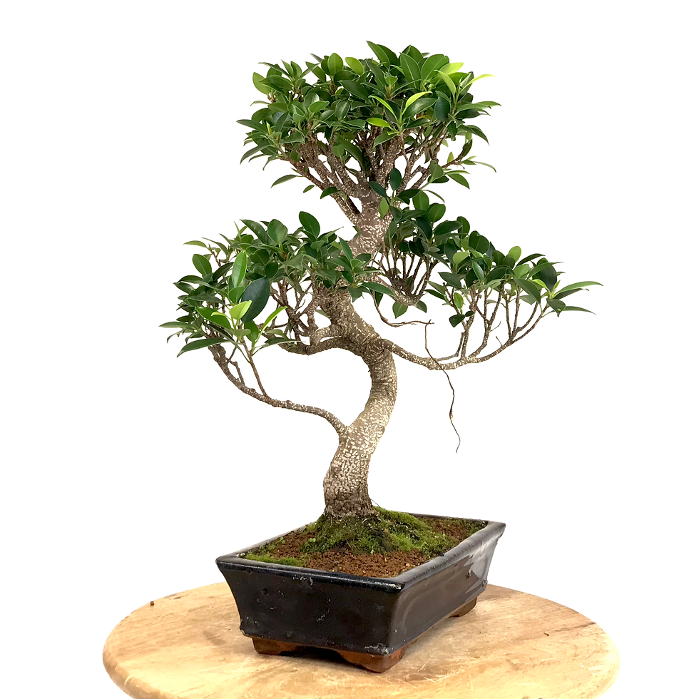Miniature : FICUS Retusa 12-13 ans de 45 cm de hauteur  H32