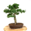 Miniature : TROENE Indonésien 13-15 ans 44 cm de hauteur   S87