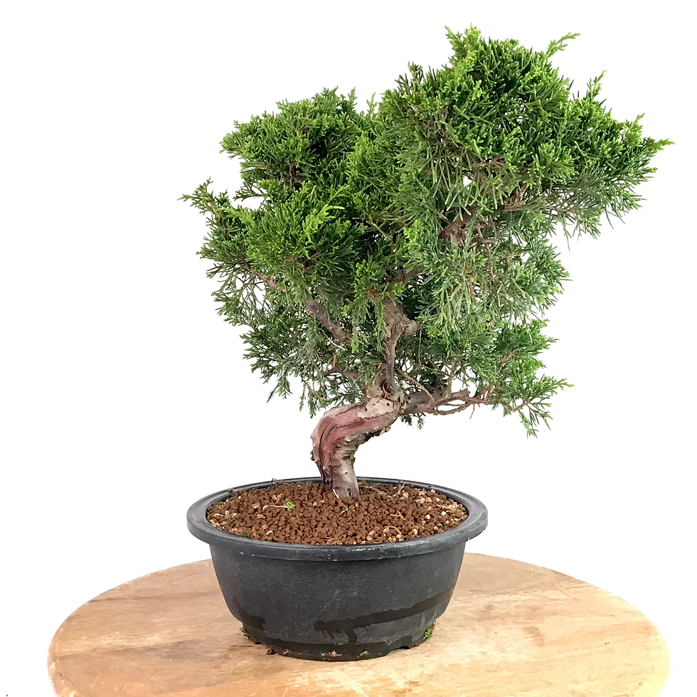 Miniature : JUNIPERUS Chinensis Itoigawa +15 ans de 37 cm de hauteur   T08