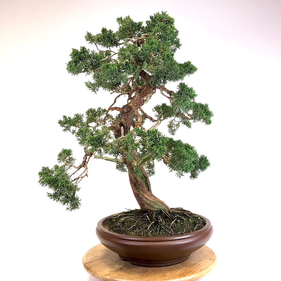 Miniature : JUNIPERUS Chinensis +60 ans de 74 cm de hauteur  C82
