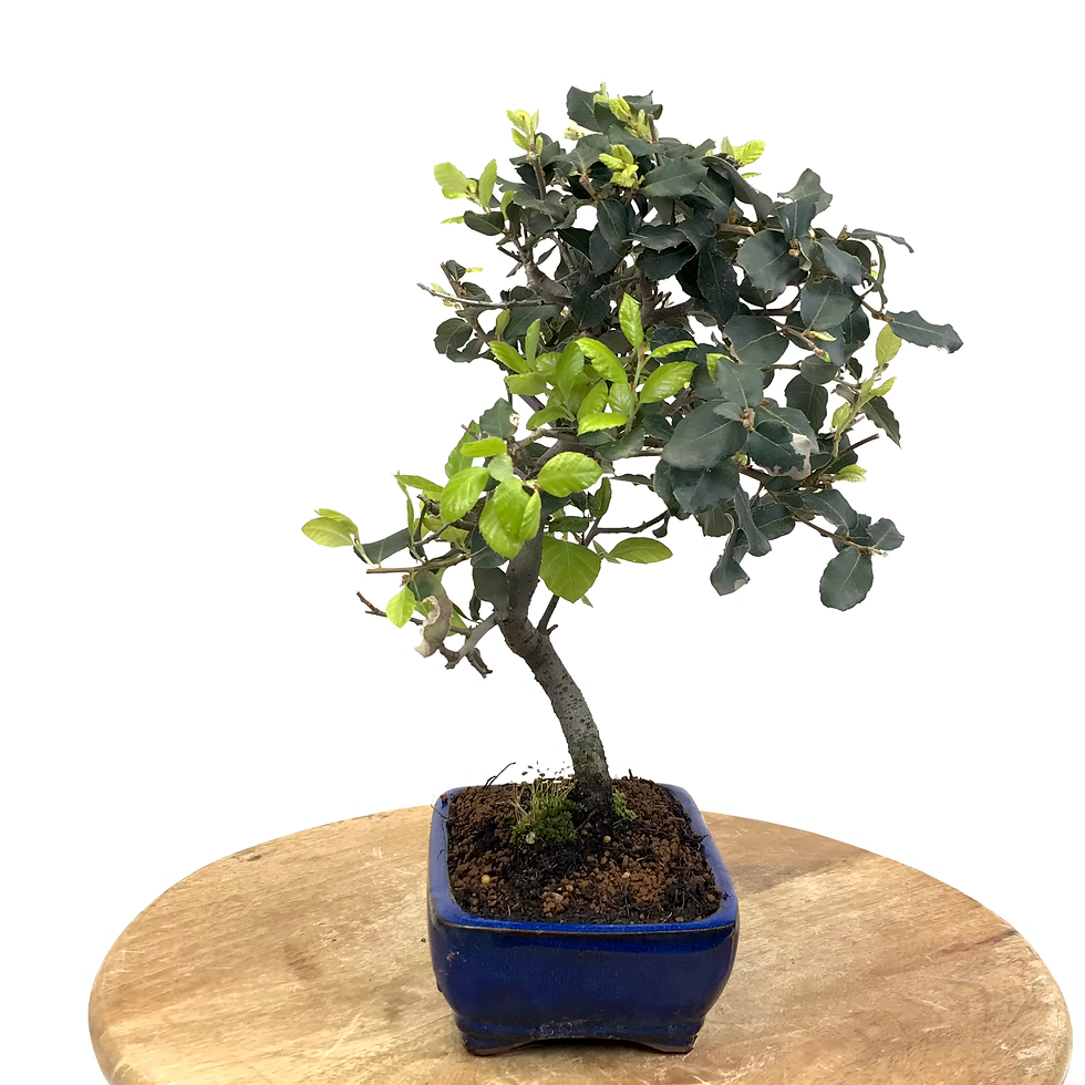 Miniature : CHENE Liège 8-9 ans de 35 cm de hauteur   H33