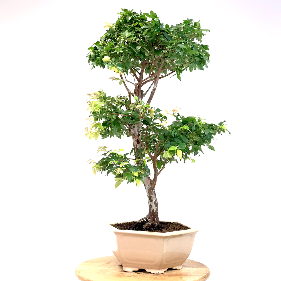 Miniature : PRUNIER de Java 20/25 ans de 79 cm de hauteur   C29