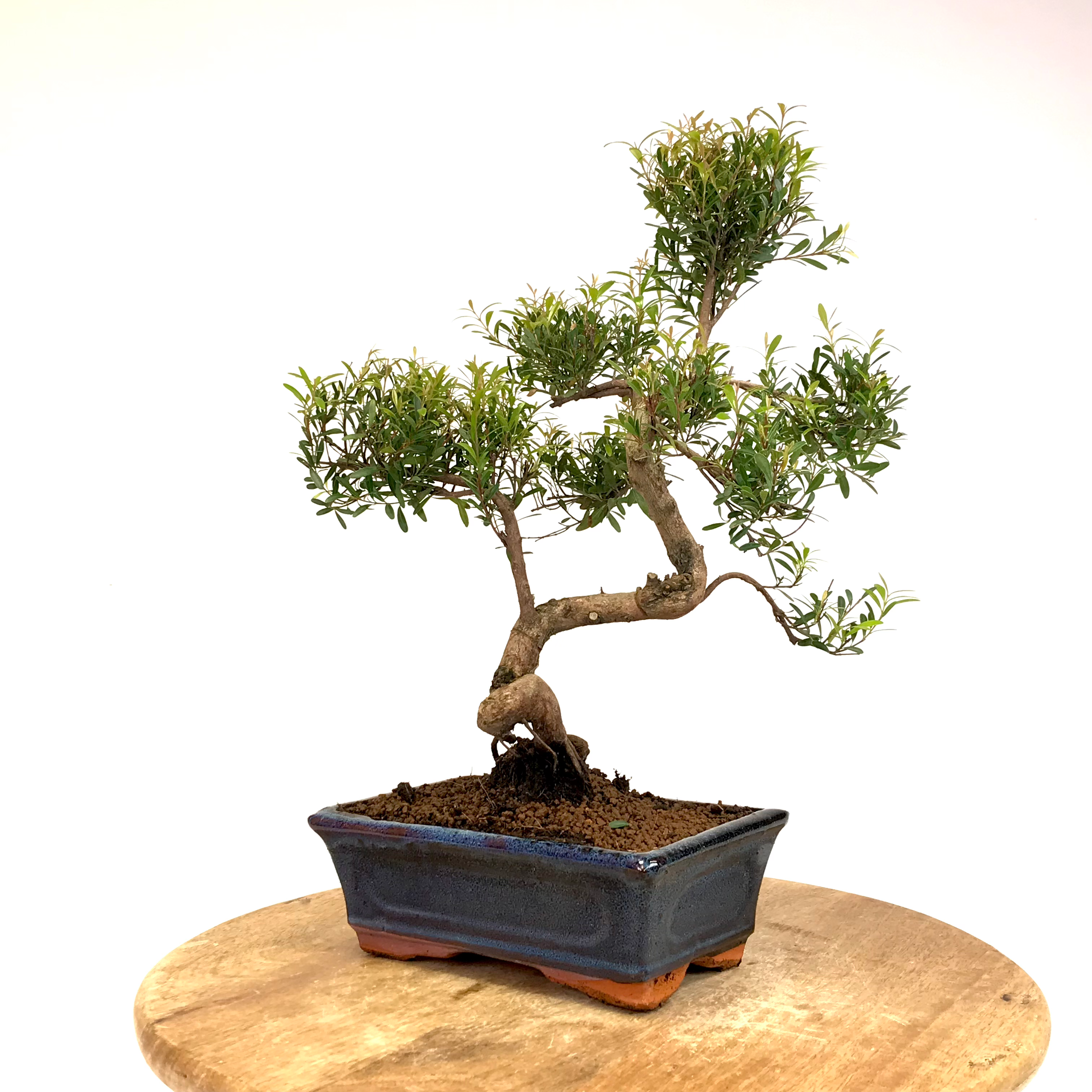 MYRTHE commune 10 ans de 37 cm de hauteur A51