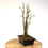 Miniature : GINKGO Biloba ARBRE aux 40 écus 8-10 ans de 45 cm de hauteur   S49