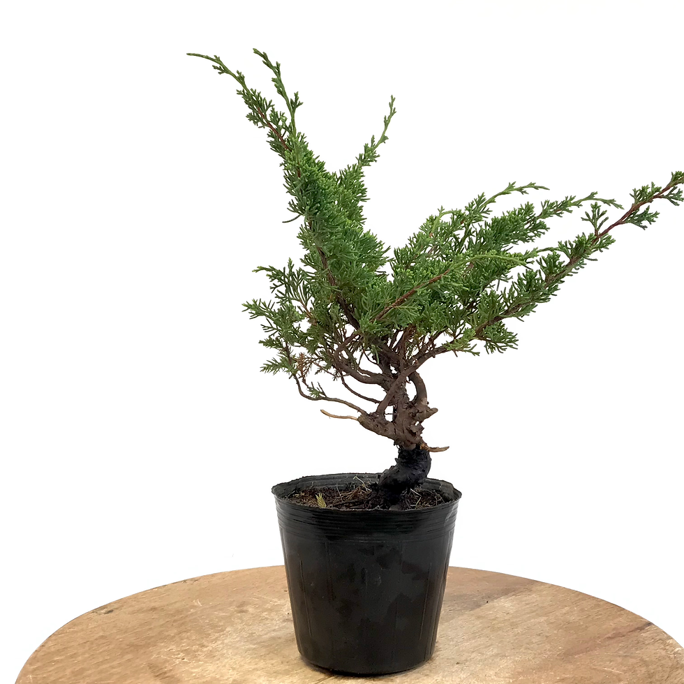 Miniature : JUNIPERUS Chinensis 10 ans de 30 cm de hauteur   A73