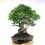 Miniature : FICUS Retusa 35-38 ans de 65 cm de hauteur  A60