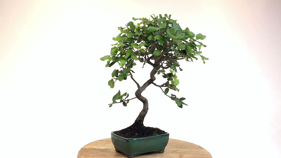 Miniature : CHENE Liège 10 ans de 39 cm de hauteur   X33
