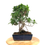 Miniature : FICUS Retusa 12-13 ans de 44 cm de hauteur  C16