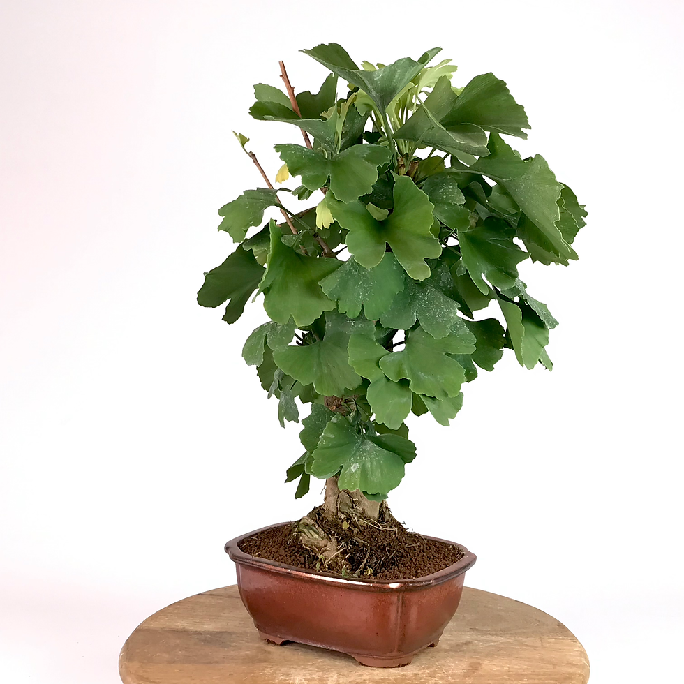 Miniature : GINKGO Biloba ARBRE aux 40 écus 14-15 ans de 50 cm de hauteur  T99