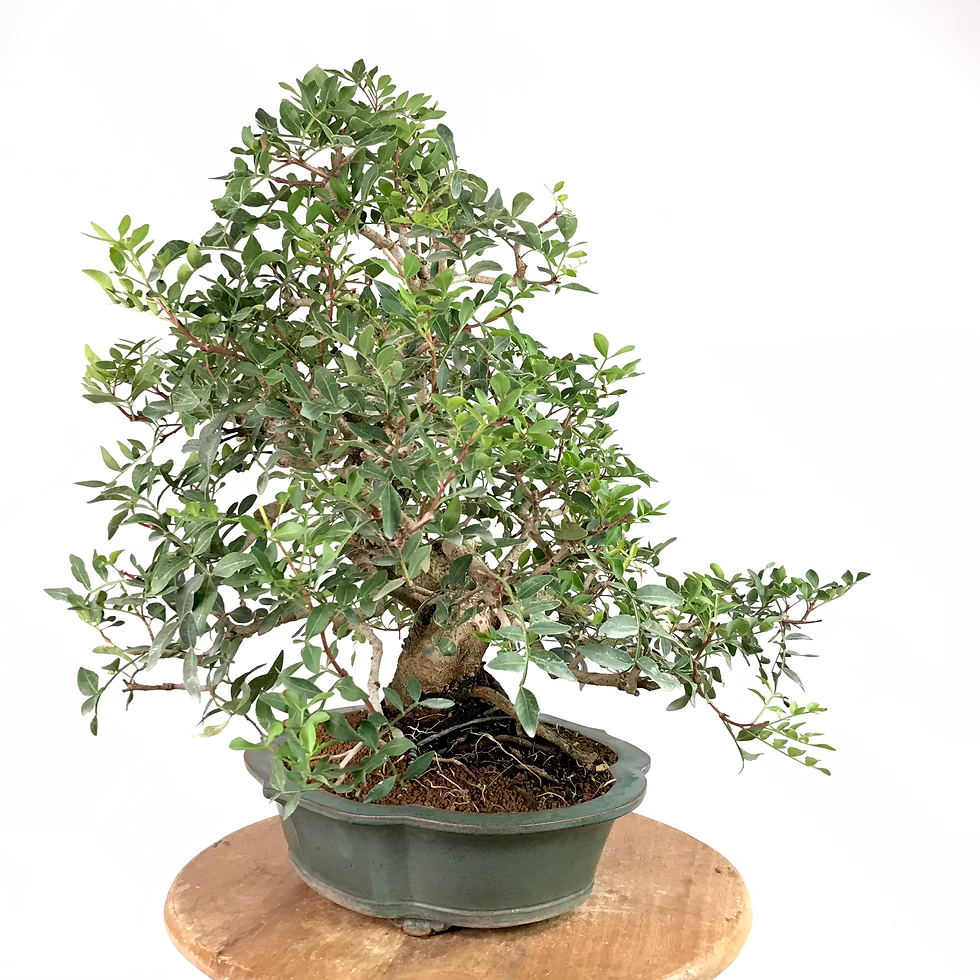 Miniature : PISTACHIER lentisque +25 ans de 54 cm de hauteur  H33