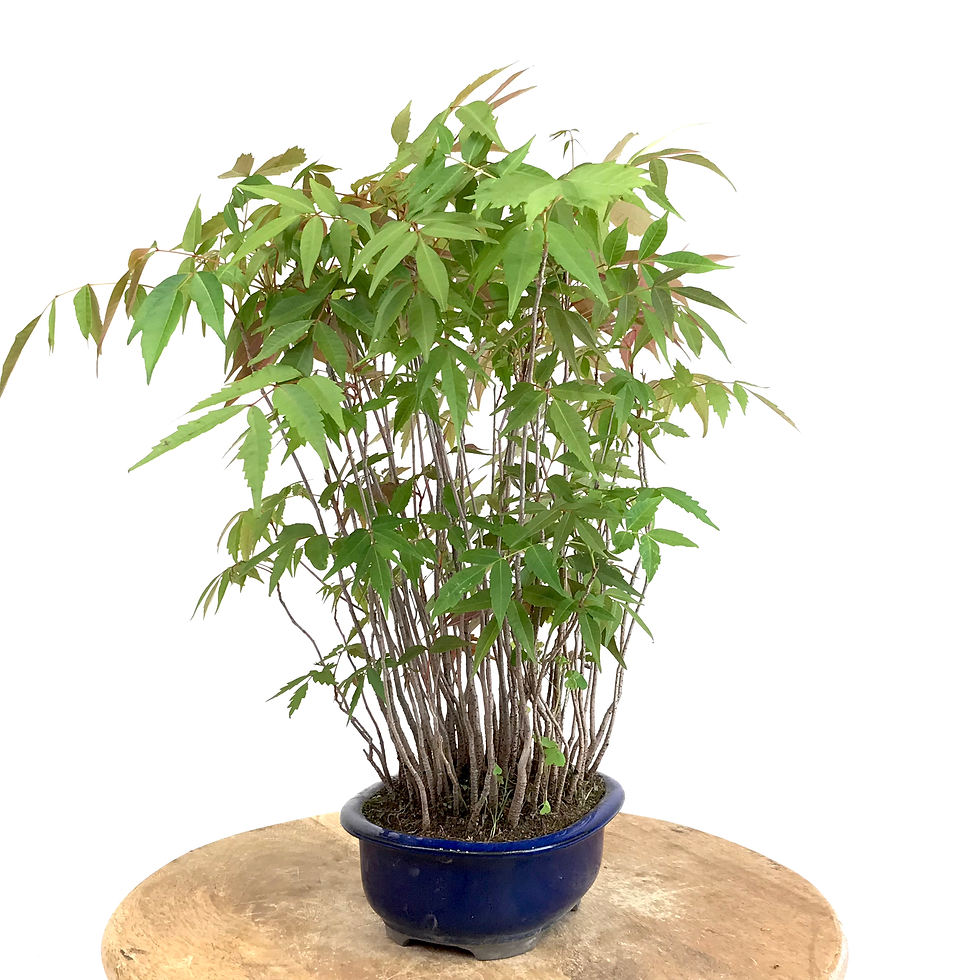 Miniature : RHUS succedaneum SUMAC Japonais 5-6 ans de 45 cm de hauteur   A03