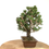 Miniature : PINUS Thunbergii PIN noir du Japon KOTOBUKI 17-18 ans de 32 cm de hauteur   H02