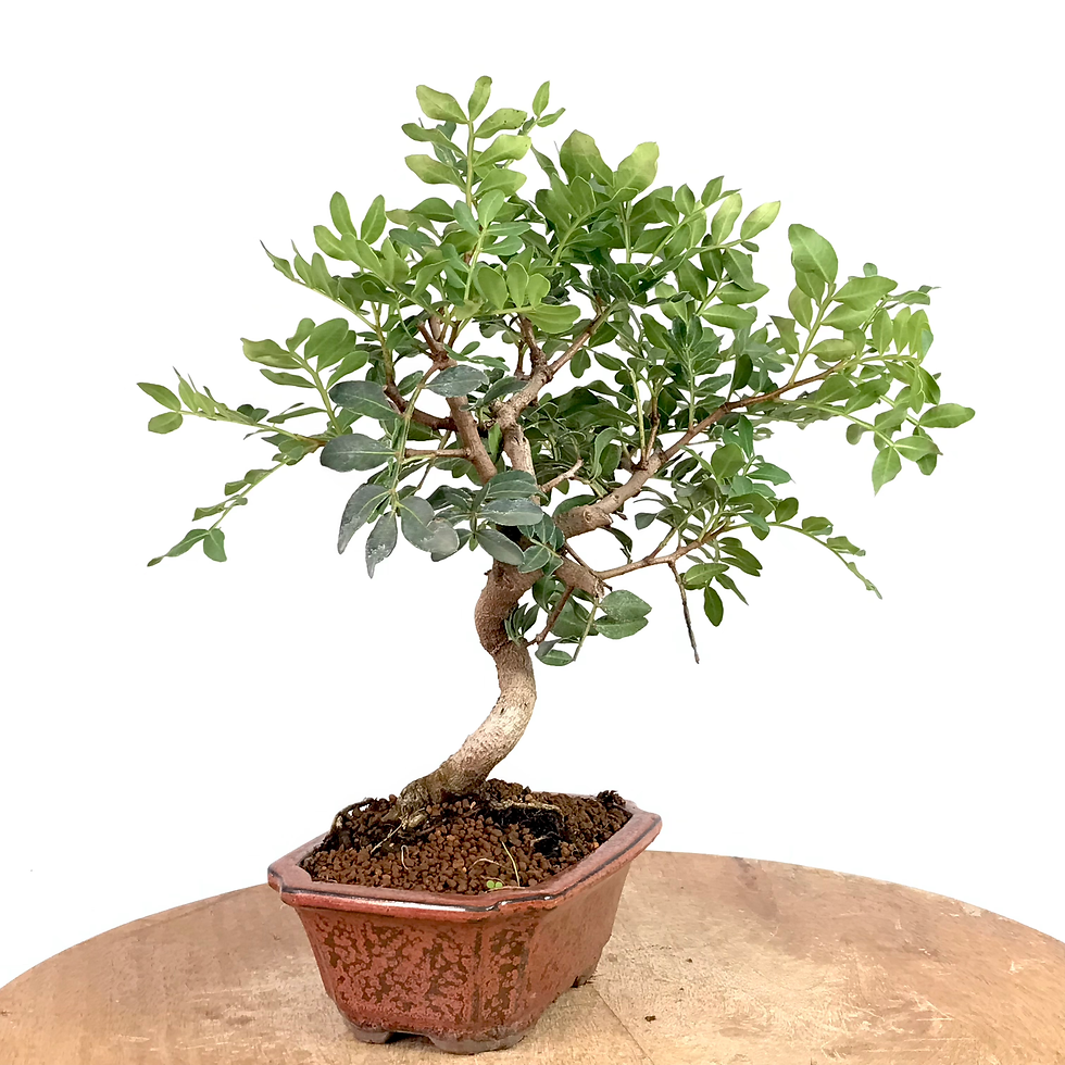 Miniature : PISTACHIER lentisque 9 ans de 30 cm de hauteur  E59