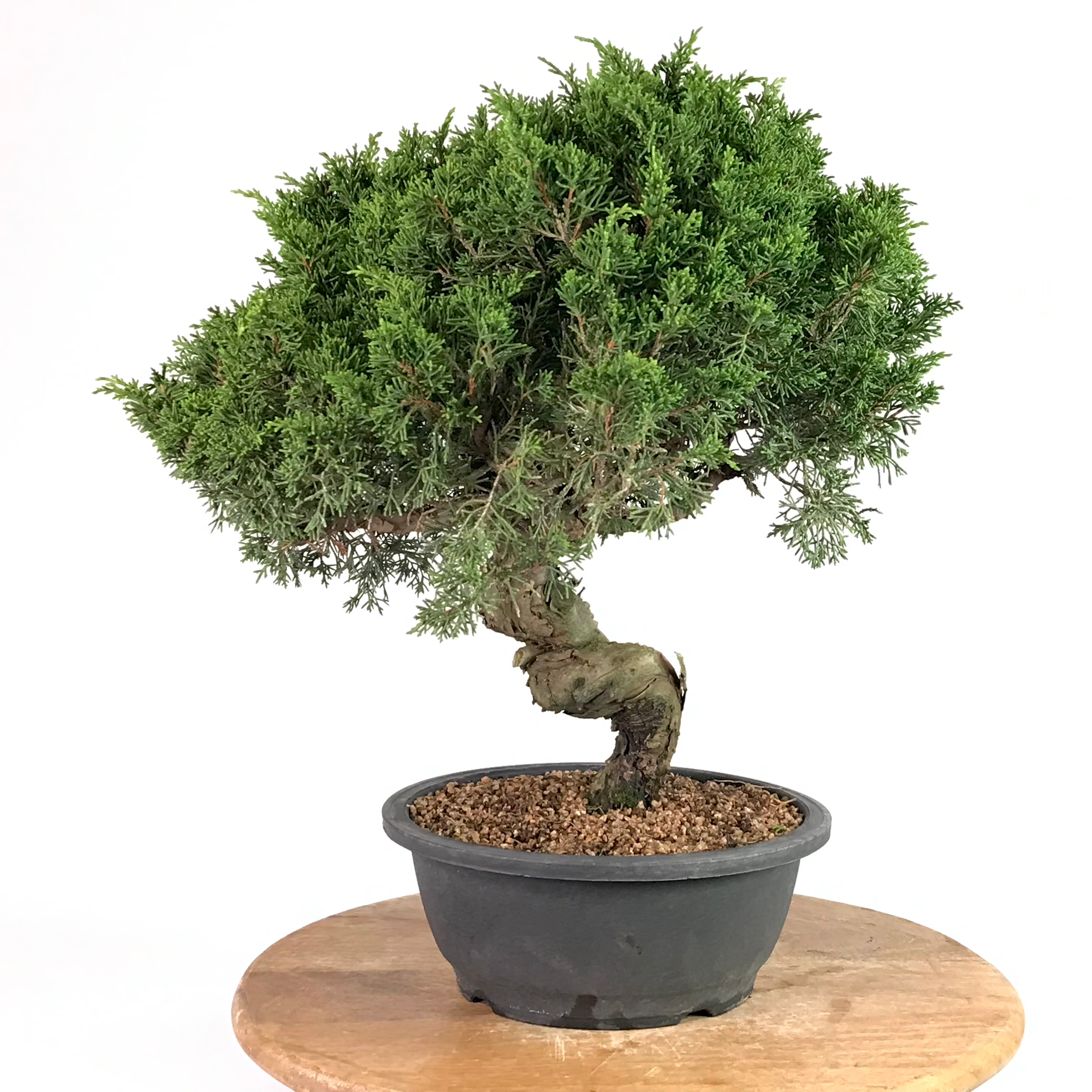 JUNIPERUS Chinensis Itoigawa +20 ans de 45 cm de hauteur XX13