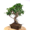 Miniature : FICUS Retusa 13-14 ans de 47 cm de hauteur  H90