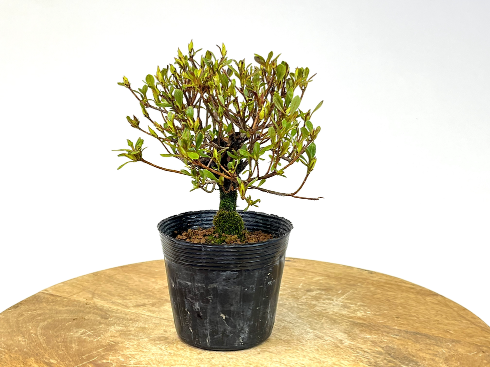 Miniature : AZALEE Satsuki 7-8 ans de 22 cm de hauteur   E90