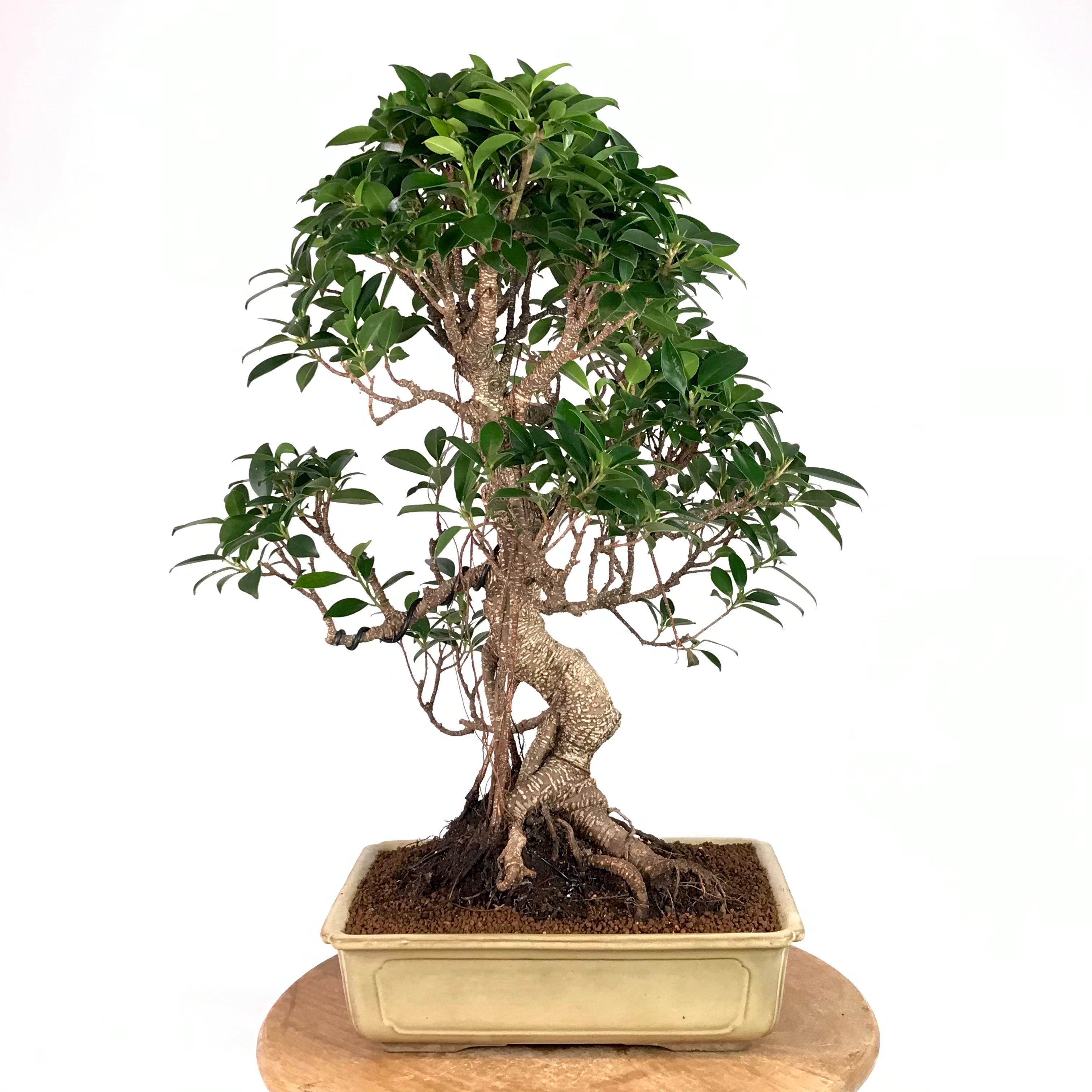 FICUS Retusa 15-16 ans de 60 cm de hauteur XX74
