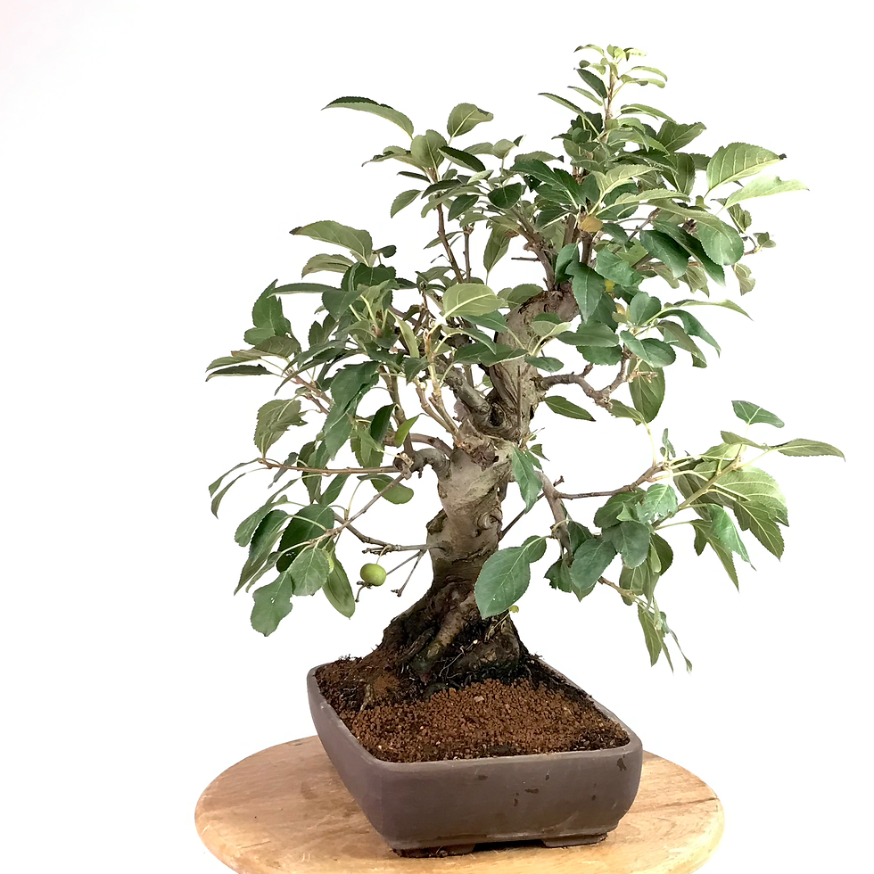 Miniature : POMMIER d'ornement +25 ans 52 cm de hauteur   H37