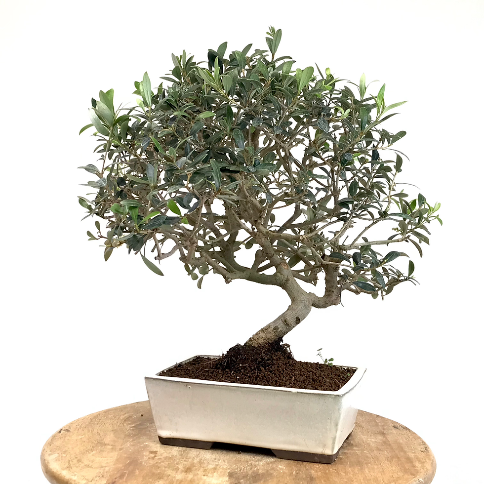 Miniature : OLIVIER Européen 12-13 ans de 39 cm de hauteur   H38