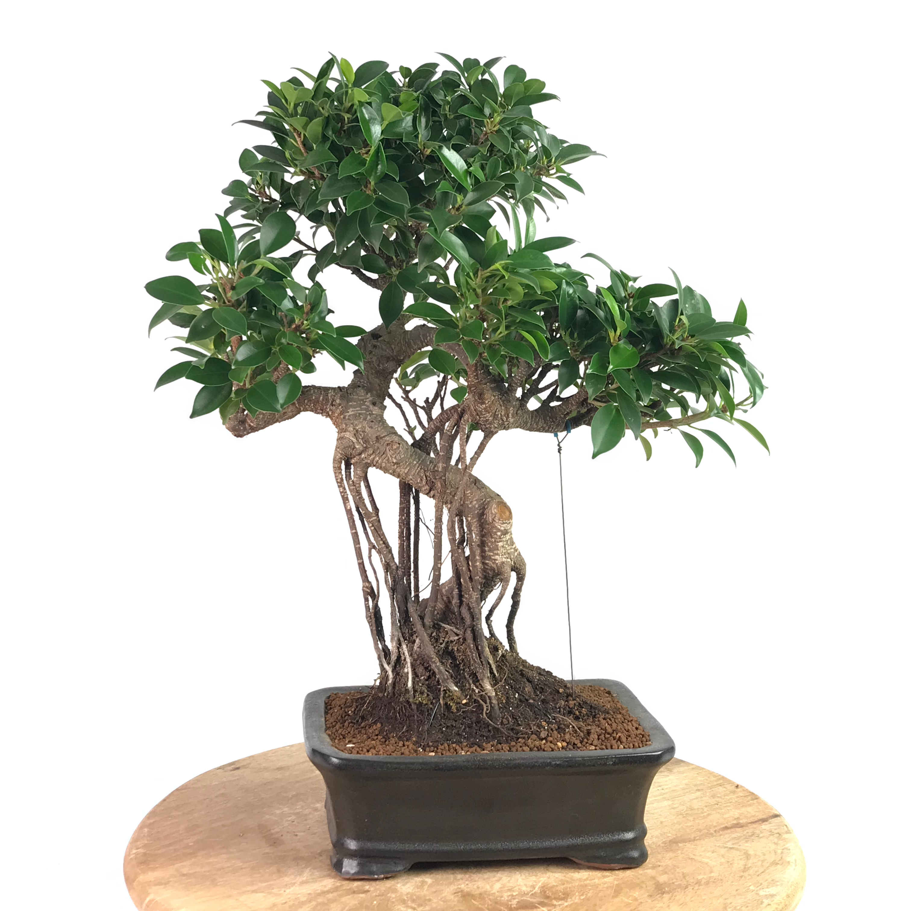 FICUS Retusa 11 ans de 47 cm de hauteur AB32