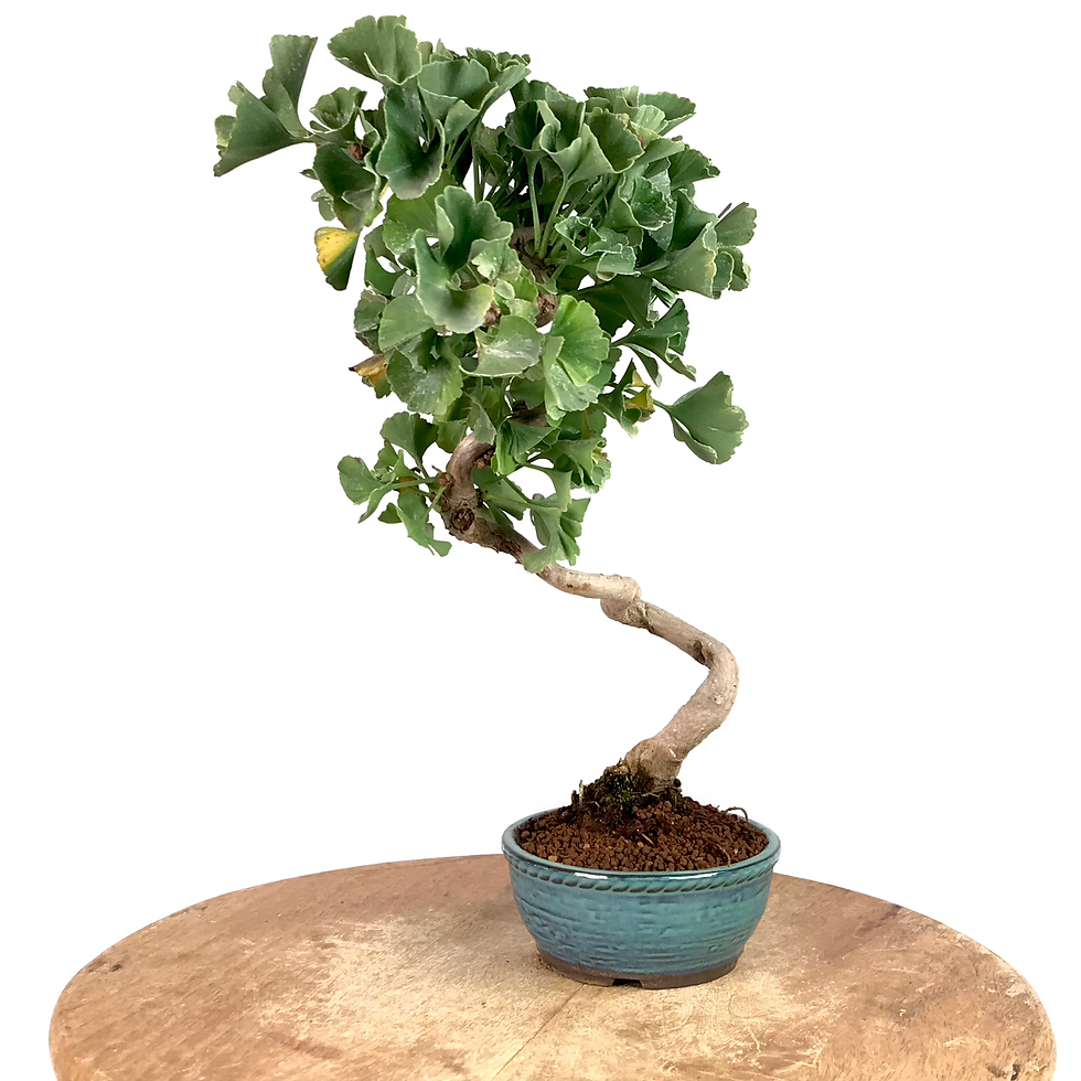 Miniature : GINKGO Biloba ARBRE aux 40 écus 16-17 ans de 37 cm de hauteur  A87 Semis