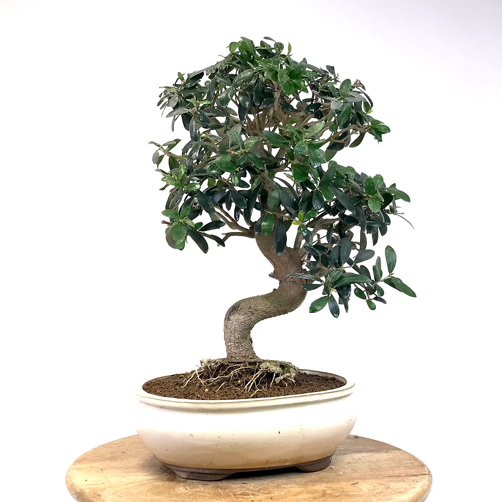 Miniature : OLIVIER Européen 17-18 ans de 47 cm de hauteur   H17