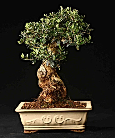 olivier-paris-bonsai