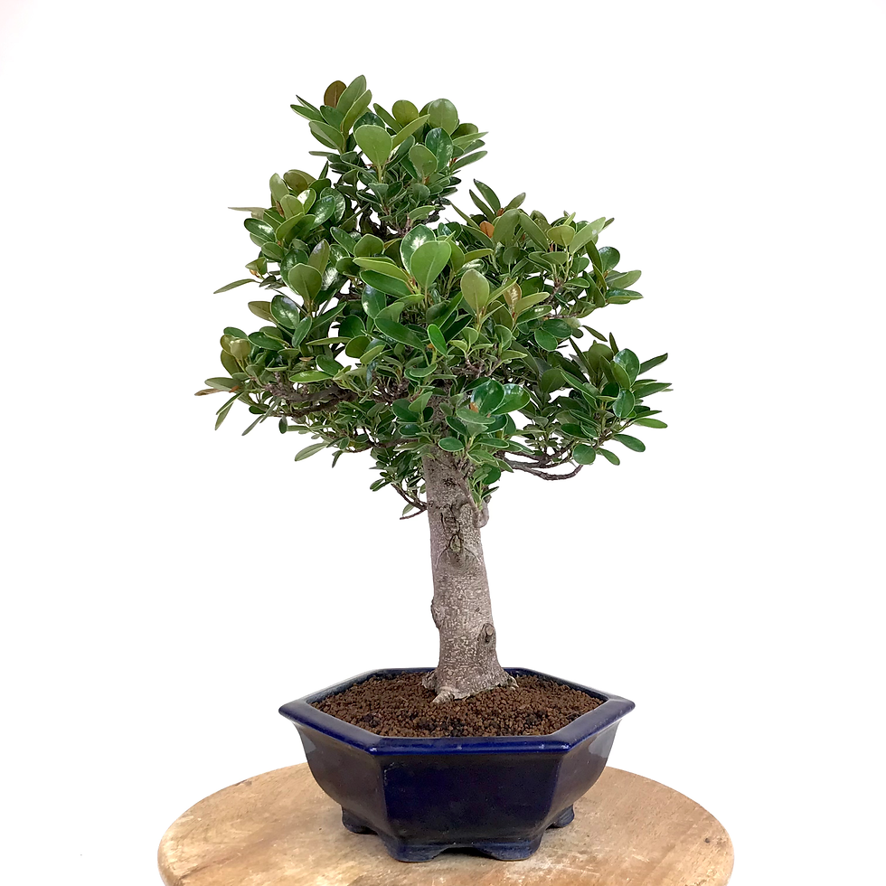 Mini Ficus FICUS Panda +20 ans de 53 cm de hauteur A70 | PARIS-BONSAI.COM