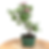 Miniature : AUBEPINE Rose CRATAËGUS Cuneata 10 ans de 30 cm de hauteur   E24