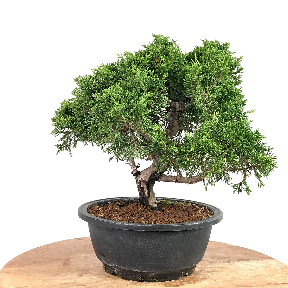 Miniature : JUNIPERUS Chinensis Itoigawa +15 ans de 33 cm de hauteur   XX26