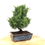 Miniature : JUNIPERUS Chinensis 10 ans de 30 cm de hauteur  C53