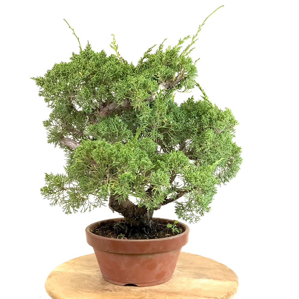 Miniature : JUNIPERUS Chinensis +25 ans de 42 cm de hauteur   X49