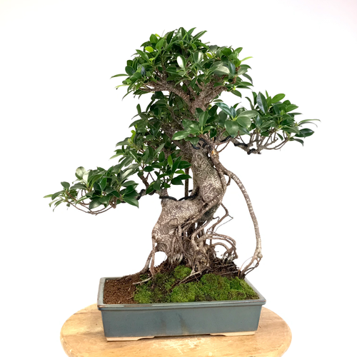 Pot de fleur,Pots de fleurs en céramique craquelé, 1 pièce, pour Pot de fleur,Pots de fleurs en céramique craquelé, 1 pièce, pour