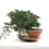 Miniature : JUNIPERUS Sabina 90 x 50 x 70 cm YAMADORI    X54