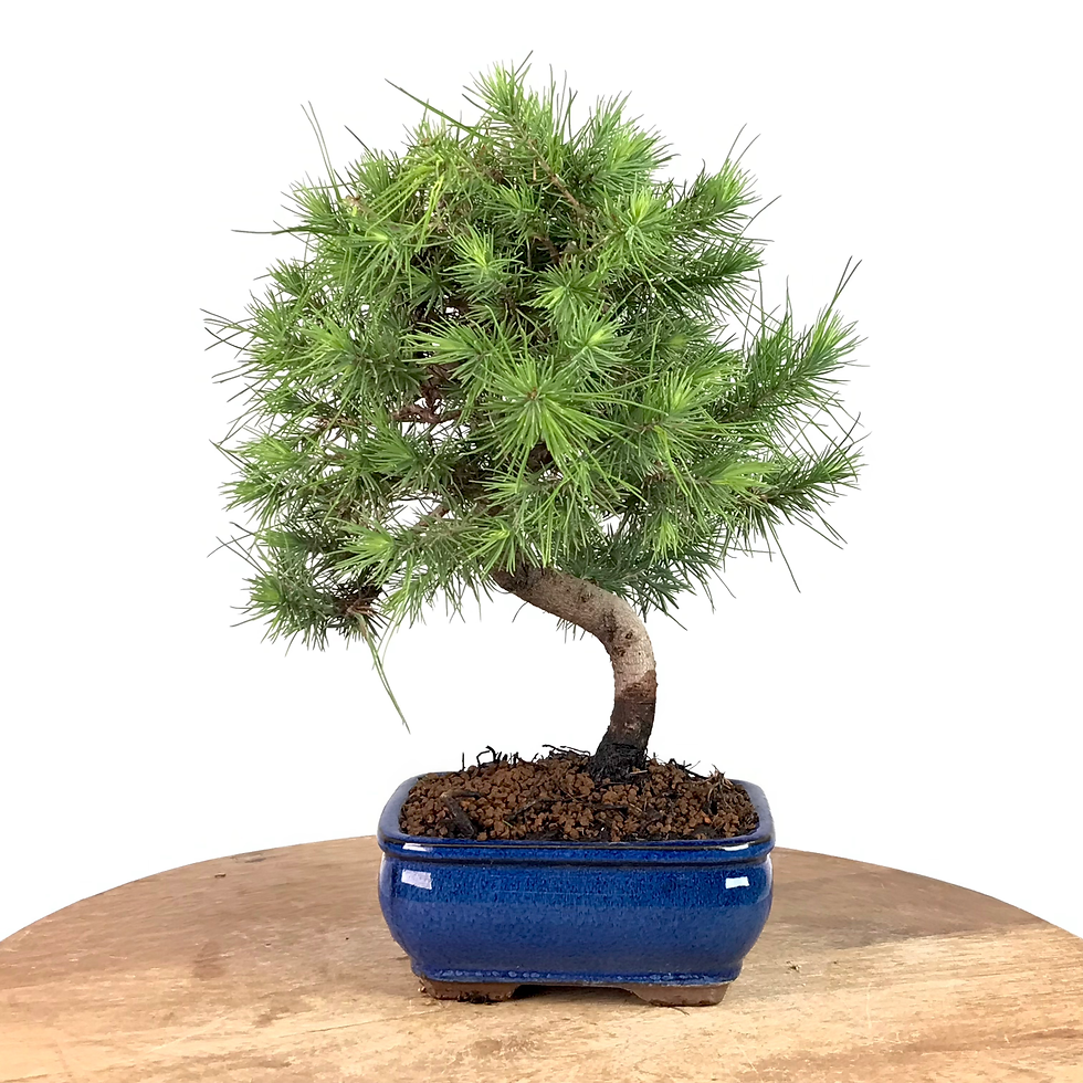 Miniature : PIN de Provence PINUS Halepensis 8 ans de 29 cm de hauteur   X80