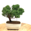 Miniature : JUNIPERUS Chinensis 9 ans de 21 cm de hauteur  T26