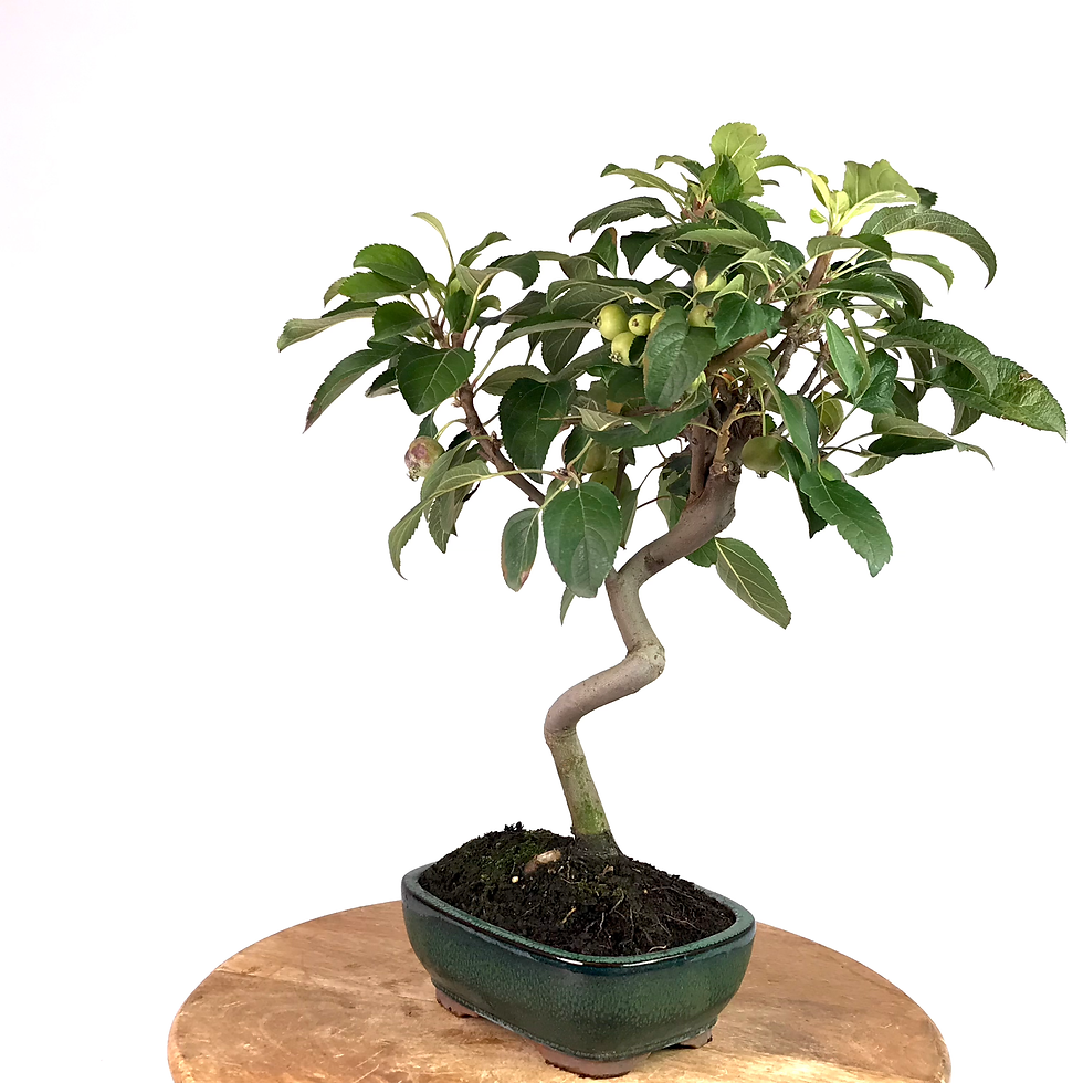 Miniature : POMMIER d'ornement 12 ans 45 cm de hauteur   T14