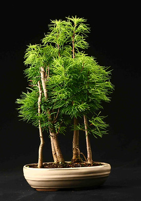 pseudolarix