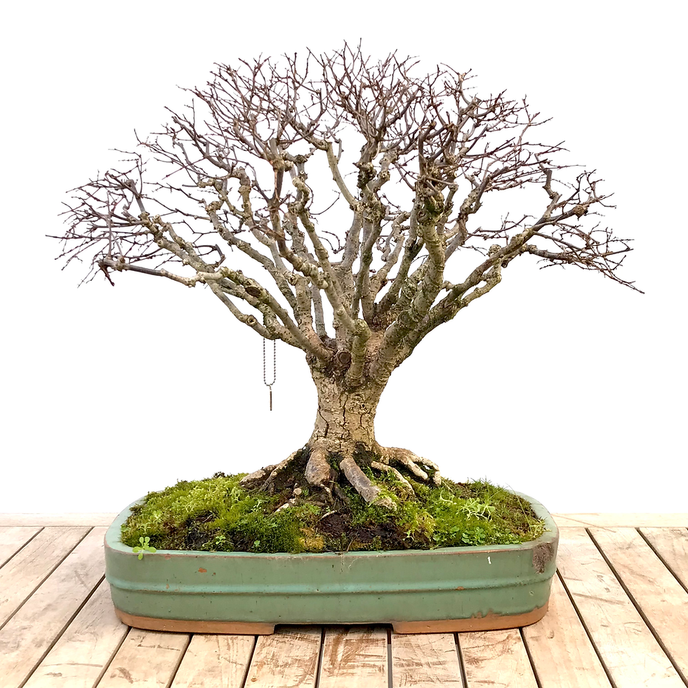 ZELKOVA Serrata +70 ans Hauteur 48 cm Japon Collection S90