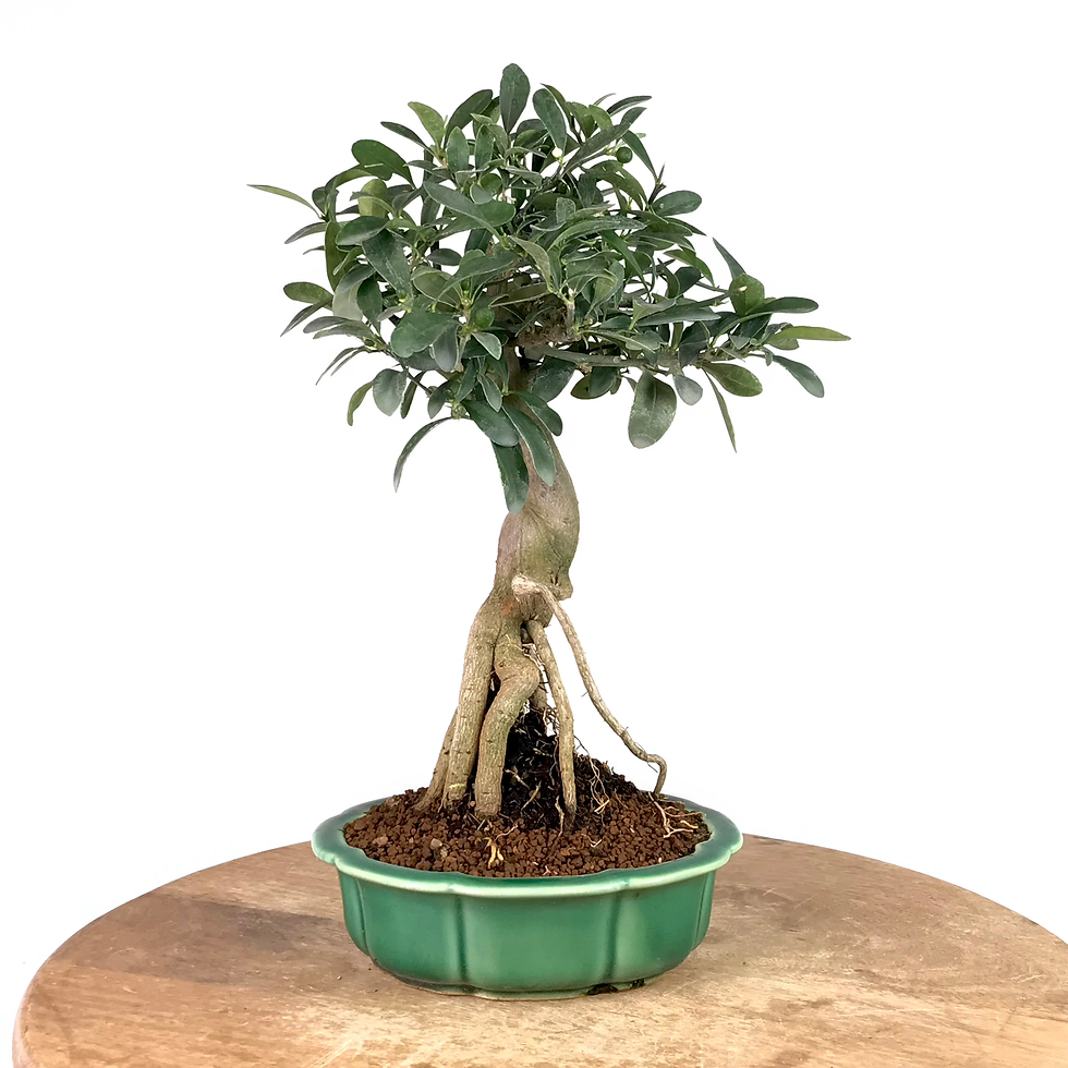 Miniature : KUMQUAT nain de Hong Kong +15 ans de 33 cm de hauteur  S72
