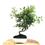 Miniature : BUISSON ARDENT Pyracantha Speciosa 8-9 ans de 39 cm de hauteur   A26