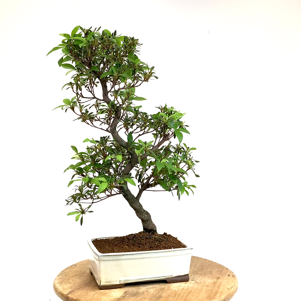 Miniature : AZALEE Satsuki +18 ans de 55 cm de hauteur   H24  Blanche