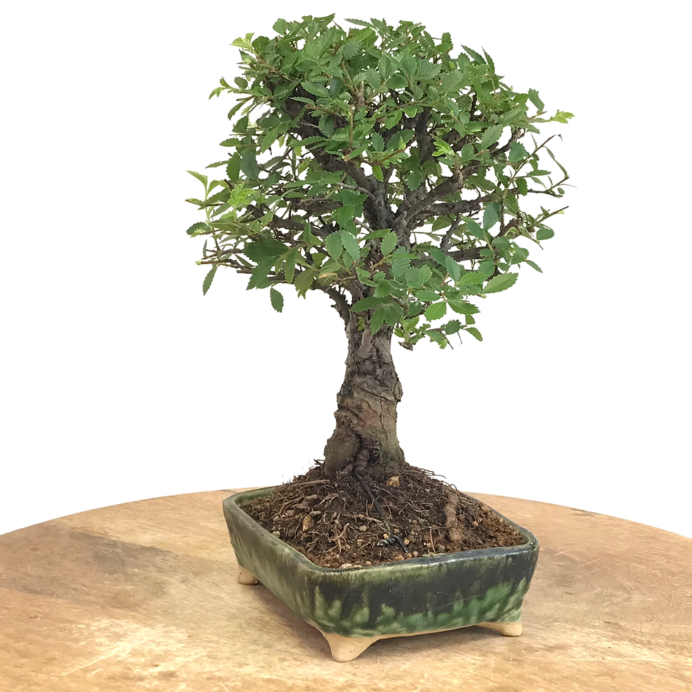 Miniature : ORME du Japon ZELKOVA Nire 11 ans de 24 cm de hauteur   E98