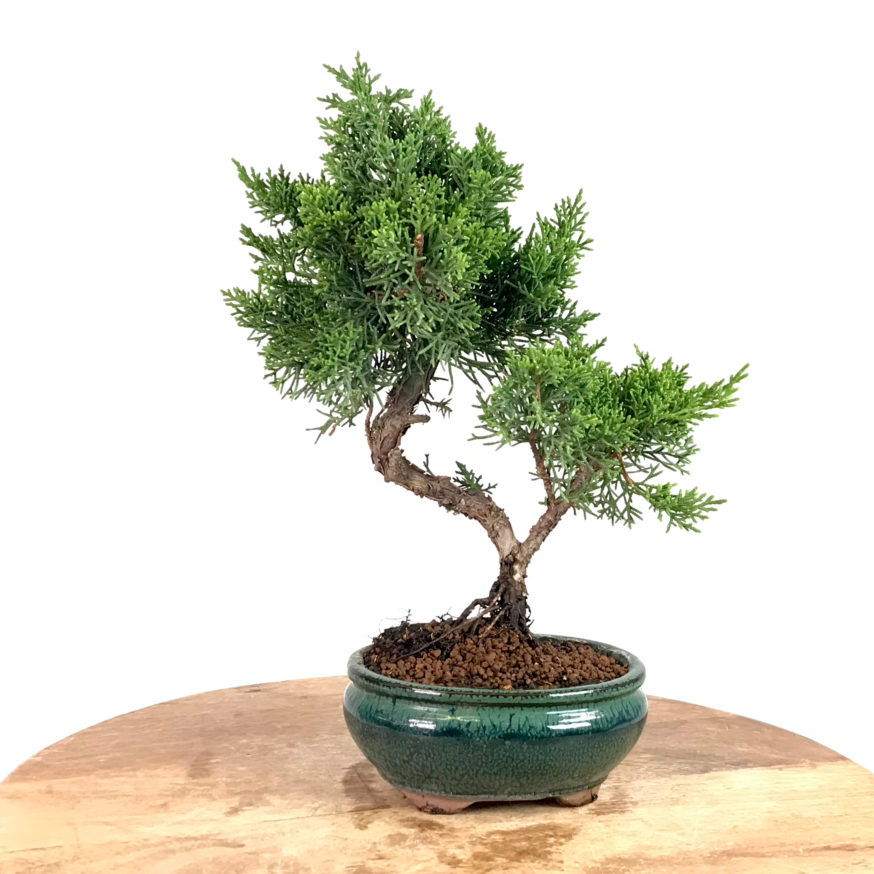 JUNIPERUS Chinensis 'KYUSHU' 10 ans de 31 cm de hauteur XX34